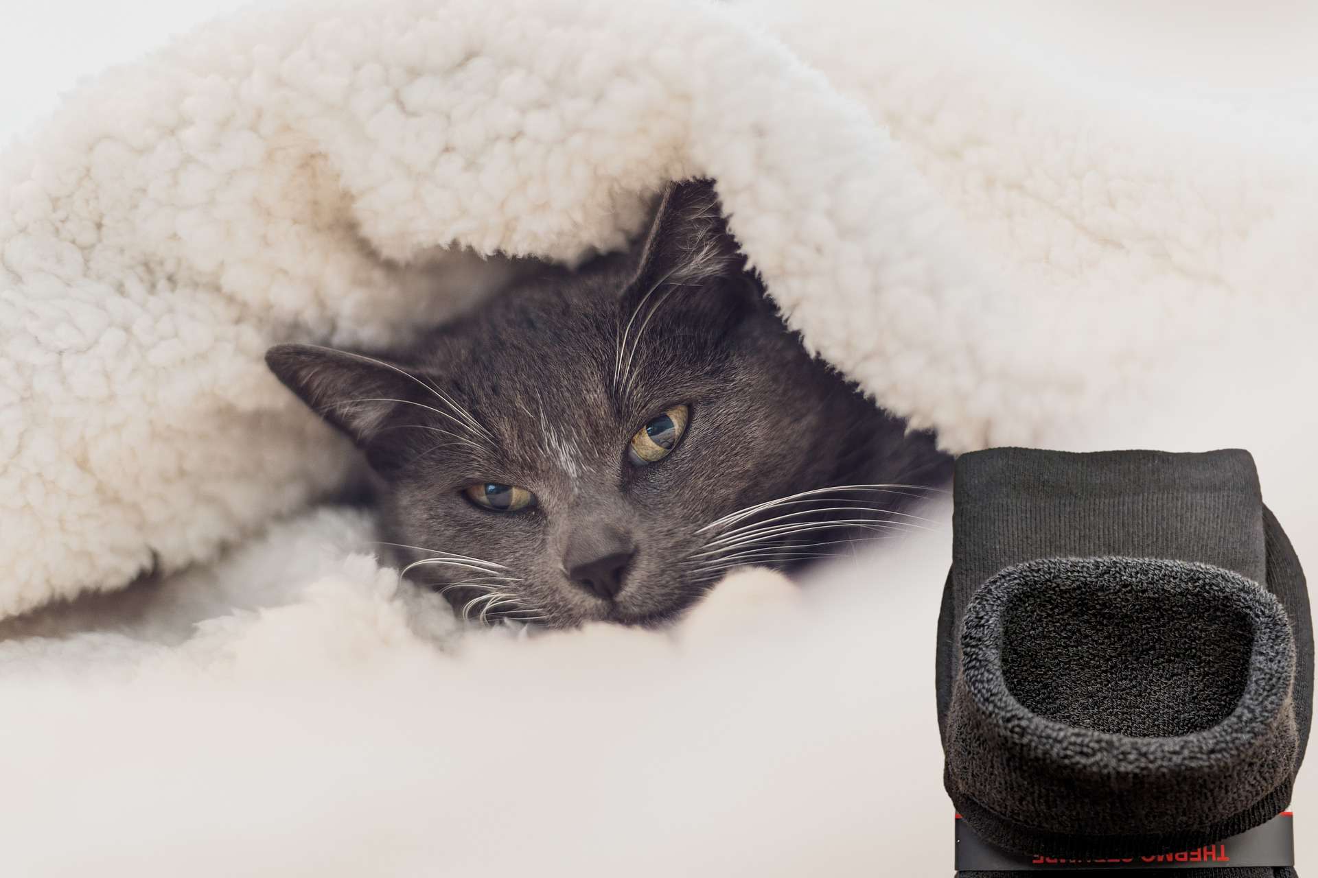 Un chat gris se repose sous une couverture douce, à côté de chaussettes thermo pour un confort optimal.