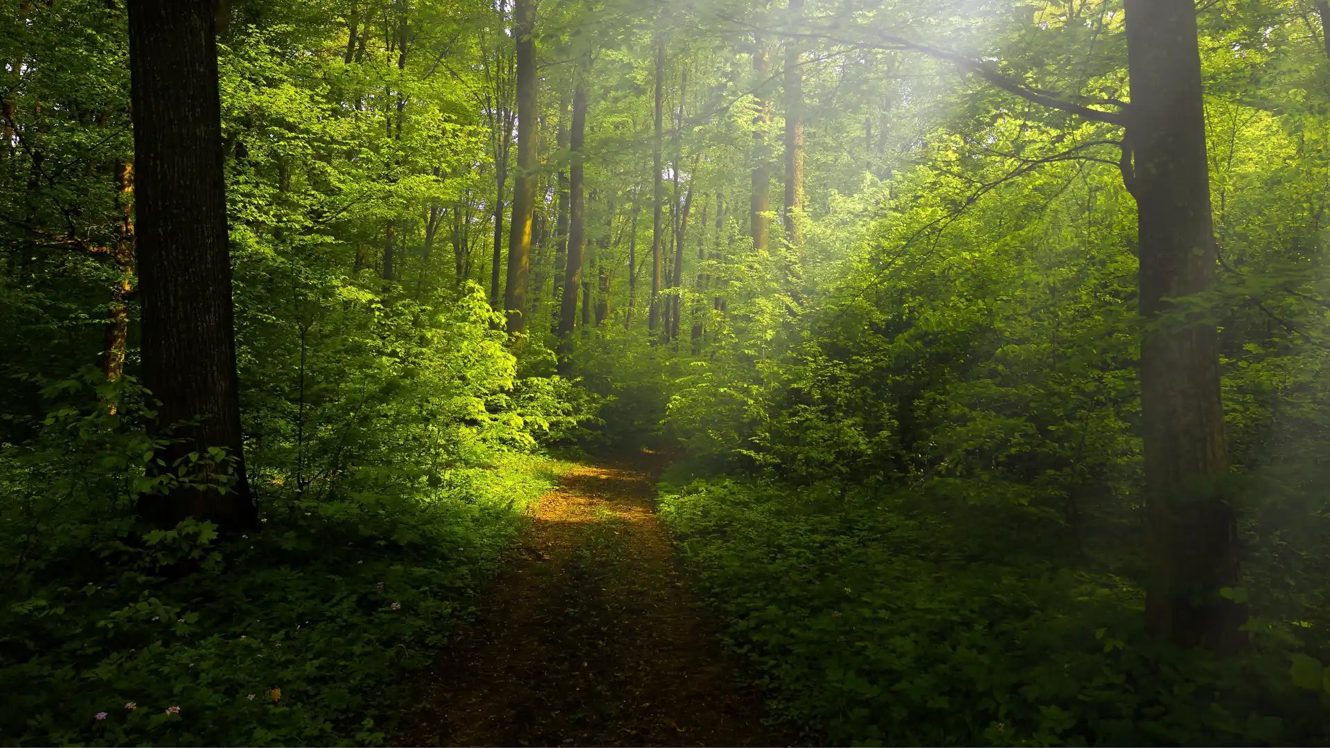 Nos expéditions sont neutres en carbone pour mieux respecter la nature