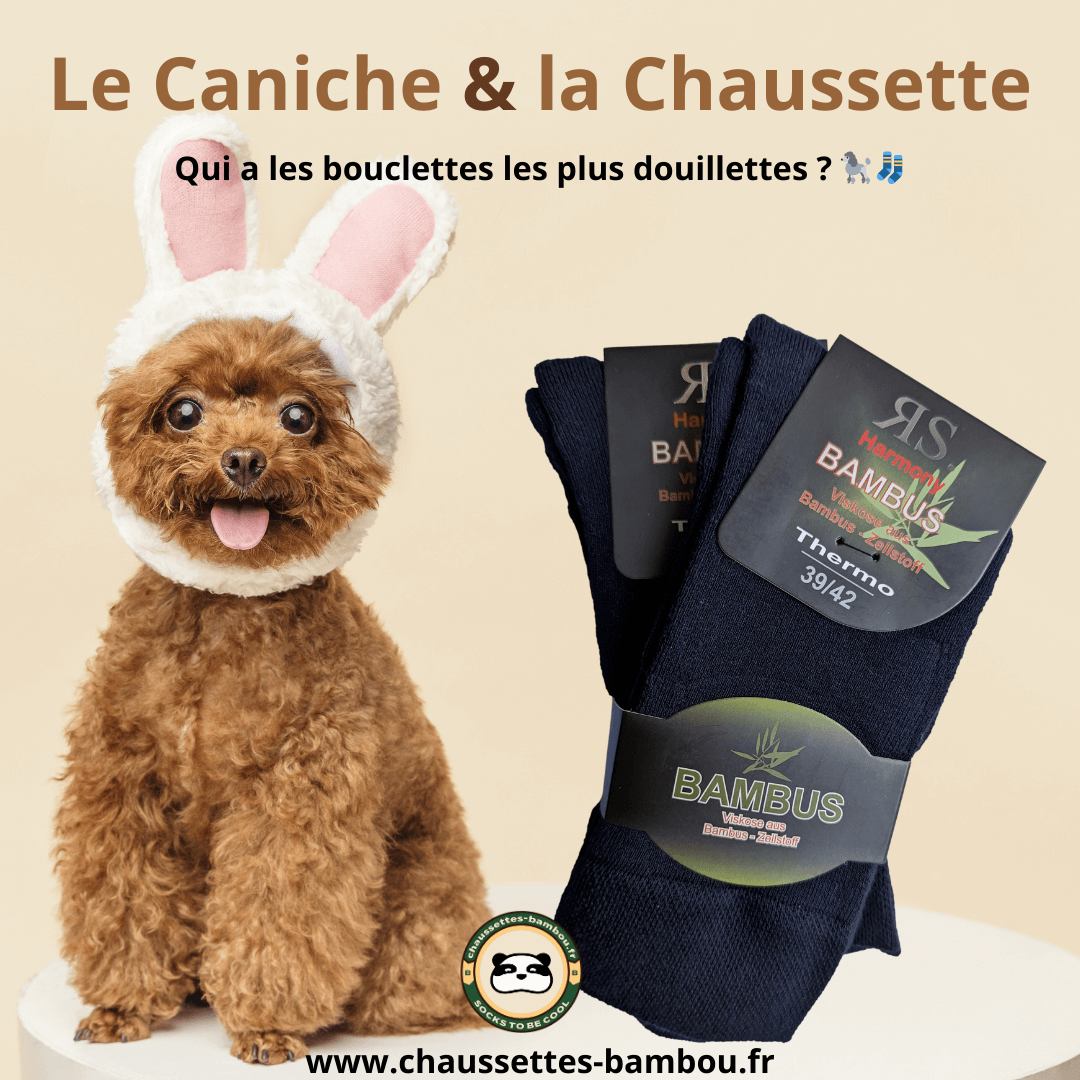 Chaussettes et caniche ont leurs bouclettes