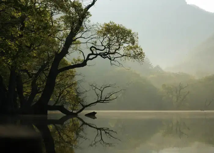 Chaussettes et nature font la paire dans notre principe de llivraison neutre en carbone