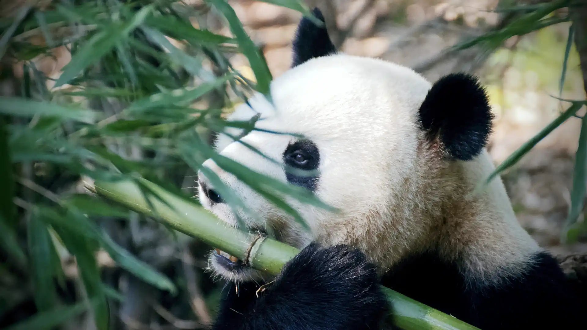 Panda qui mange des tiges de bambou