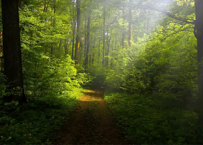 La nature entre dans nos priorité au niveau RSE
