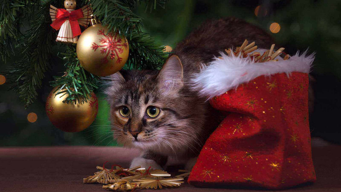 Un chat curieux entouré de décorations de Noël et d'un sac de cadeaux, illustrant des cadeaux de noel utiles.