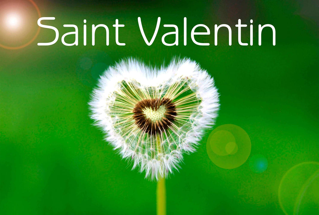 Cadeau pour Saint Valentin avec un dandelion en forme de cœur sur fond vert.