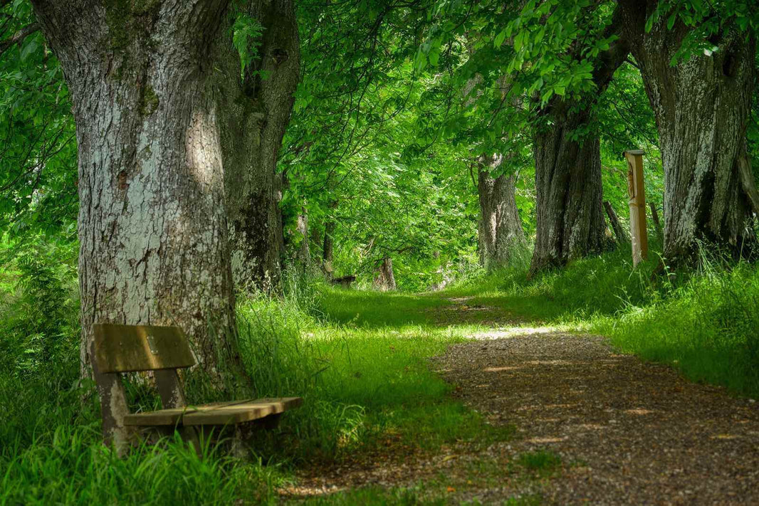 Un chemin verdoyant bordé d'arbres avec un banc en bois. Parfait pour se détendre et profiter de la nature.