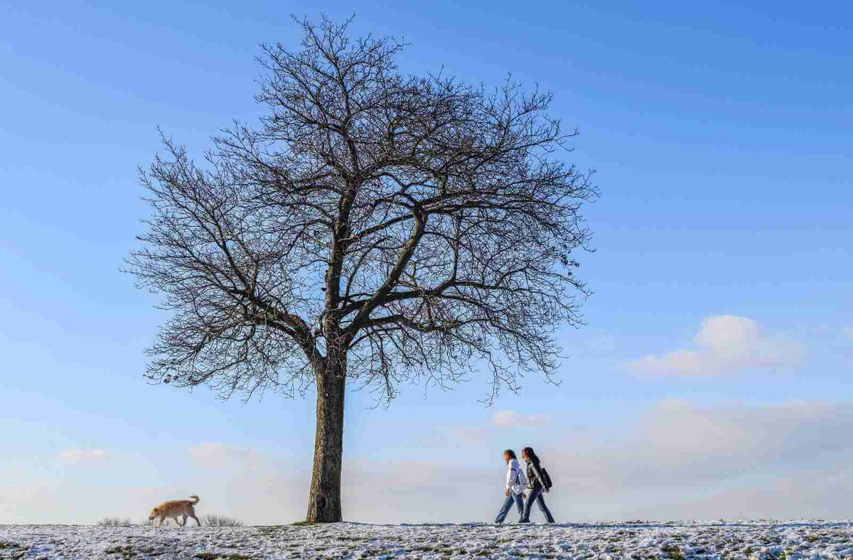Deux personnes marchant sous un arbre nu dans la neige, un chien les accompagne, paysage d'hiver.