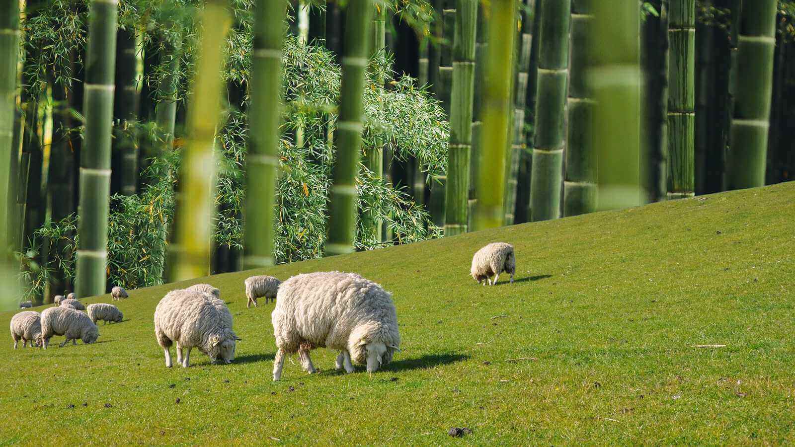 Le monton produit la laine à mélanger avec le bambou pour un mélange plus chaud