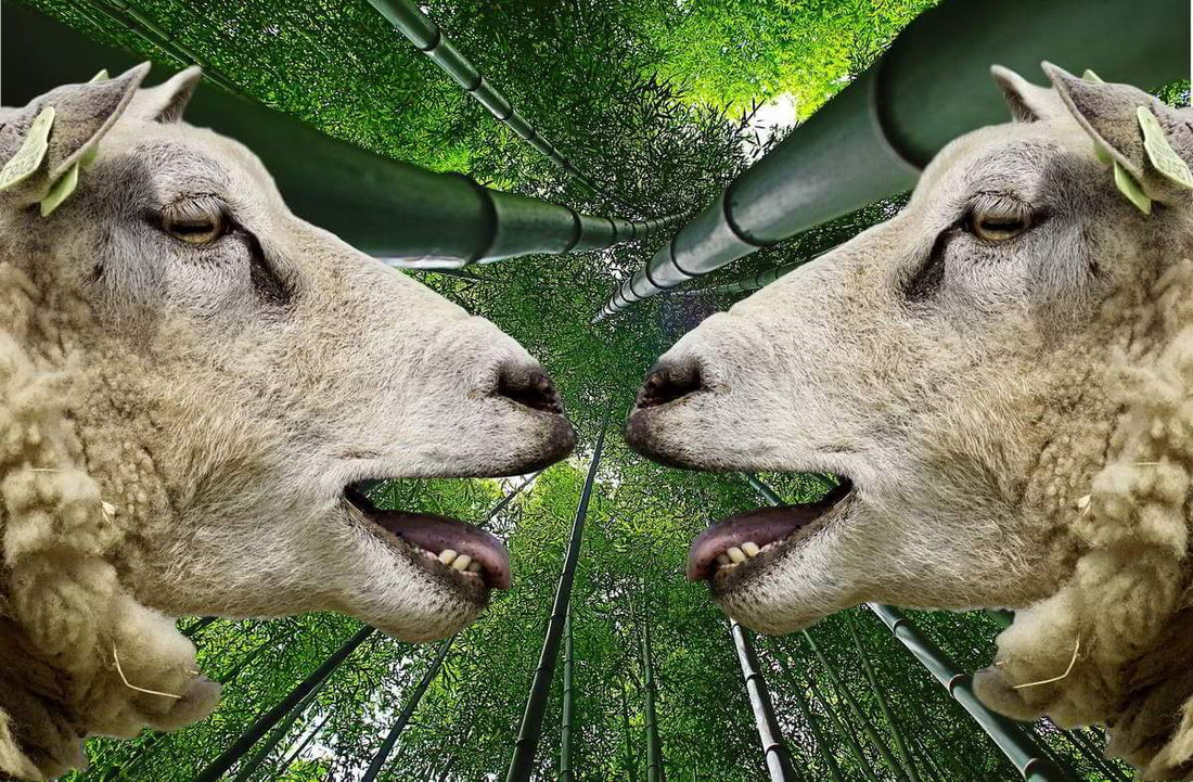 Deux têtes de mouton qui de regardent en bêlant