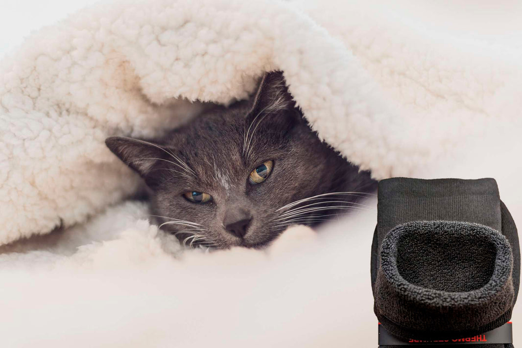 Un chat gris se repose sous une couverture douce, à côté de chaussettes thermo pour un confort optimal.