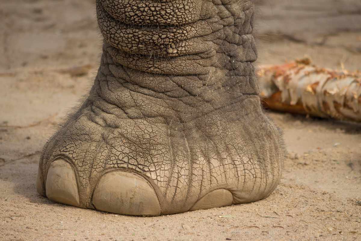 Gros pied d'éléphant sur le sol, montrant la texture de la peau et les caractéristiques de la patte.