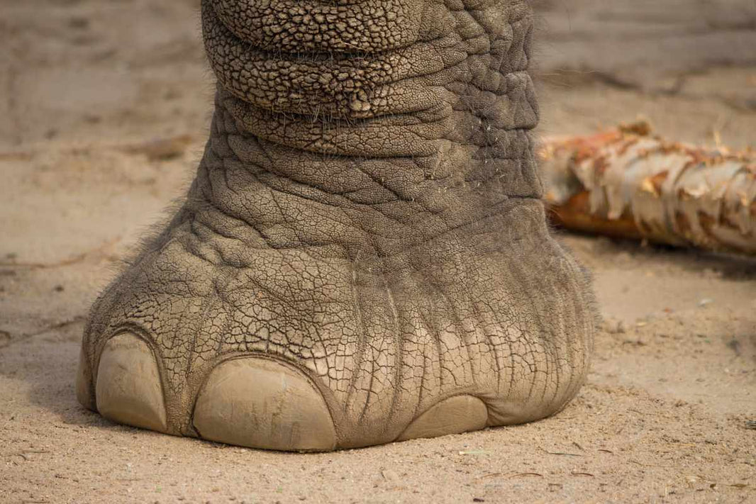 Gros pied d'éléphant sur le sol, montrant la texture de la peau et les caractéristiques de la patte.