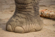 Gros pied d'éléphant sur le sol, montrant la texture de la peau et les caractéristiques de la patte.
