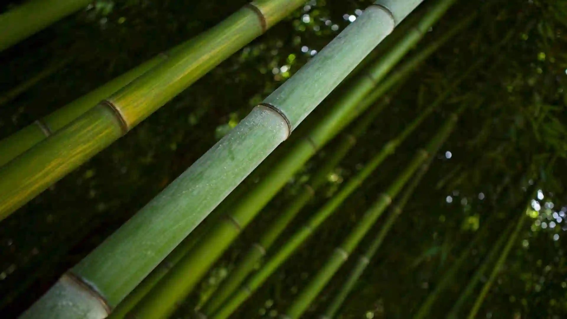 Tiges vertes de bambou de petites et de moyennes tailles