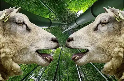 Chaussettes laine et bambou, illustration de moutons devant des bambous, symbolisant chaleur et confort naturel.