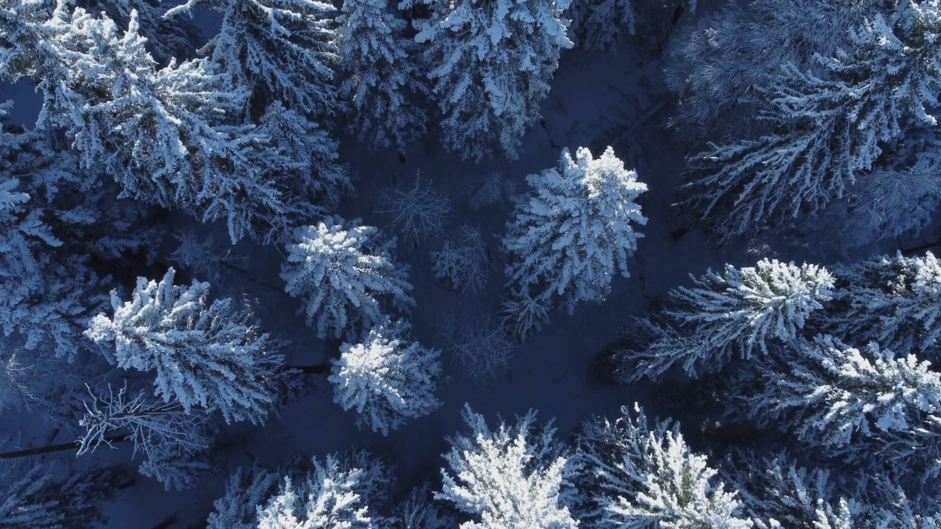Survol d'une forêt eneigée en hiver